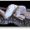 Plaster cast of human