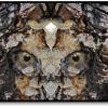 Photoshop