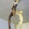 Bone, wood, wool, teeth, rosemary