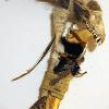 Bone, wood, skull, crystals, feathers, fur, rawhide